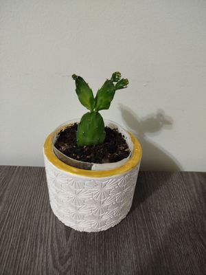 Kaktus кактус в керамическом горшке