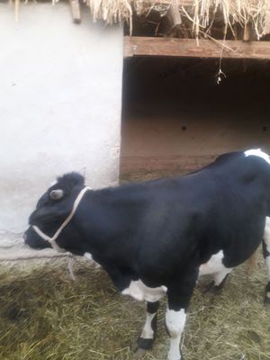Buqa 2 yoshar toza zotdor