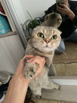 Zolotiataya shinahilla