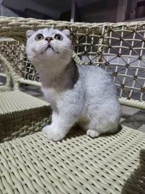 кошки