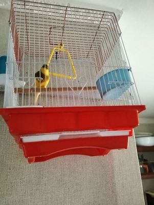 Канарейки певчий