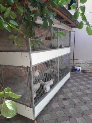 Tovuq qafasi SOTILADI. srochnaa