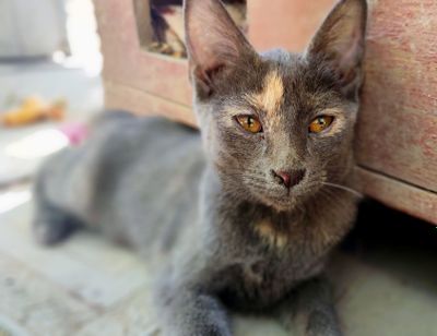 Котята подростки
