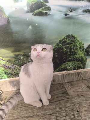 Продаются котята!
