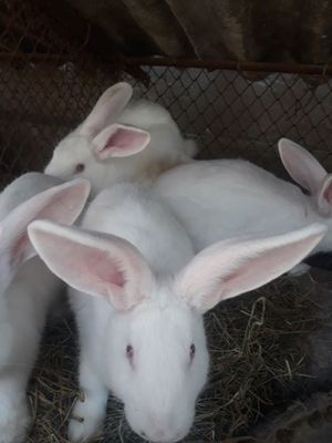 Продаются кролики 4 месяца, самцы