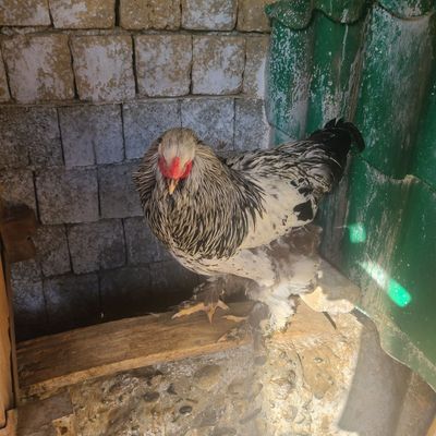BRAMA Tochkalik Tyomni Pux Xo'roz sotiladi