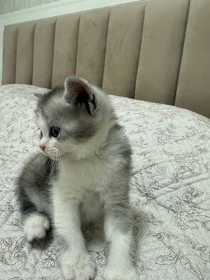 Мушукнм боласи,котенок