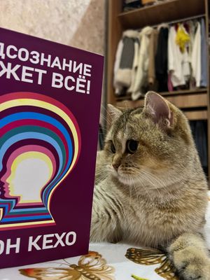 Кошка золотая шиншилла для вязки