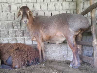 Quchqor zotga sotiladi
