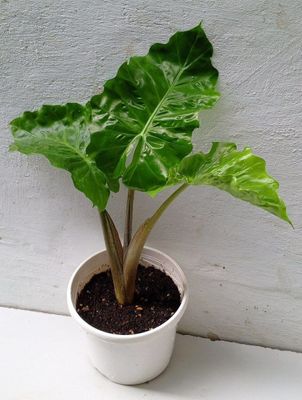 Алоказия Лоу Райдер (Alocasia Low Rider). Экзотические цветы для дома.