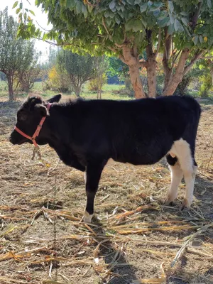 Новвосча сотилади