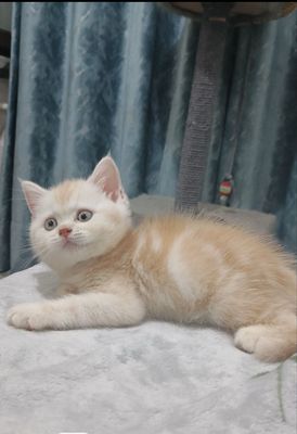 Продаётся чистокровный британский котёнок