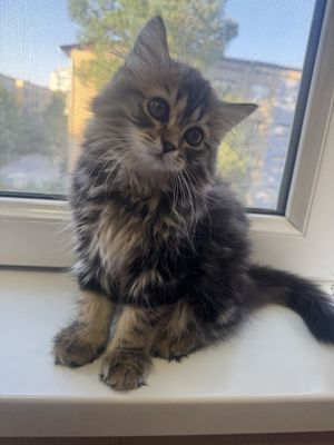 Продается котёнок