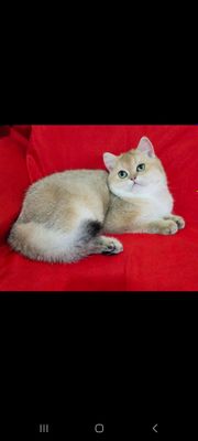 koshka zolotaya shinshila