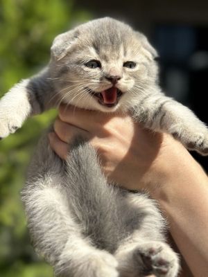 котята - скотиш фолд и скотиш страйт