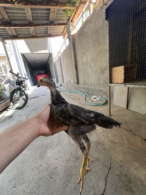 Dakan jojalar sotiladi 8 ta dona