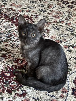 Дымчатый котик с серыми полосками