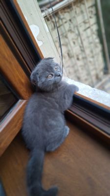 Продаётся котёнок