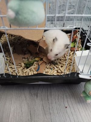 Хомяк ручной не кусачий добрый