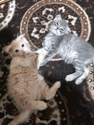 котята
порода скотиш фолд висло ухие 
и страйт!