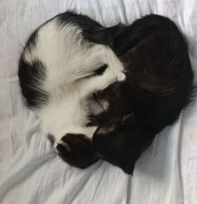 Котята вислоухие