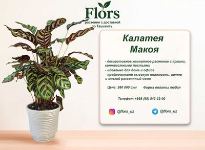 Цветы для дома и офиса - растение - Калатея Макоя