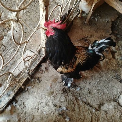 Домашный Хороз сотилади.Продаётся домашный петушок.