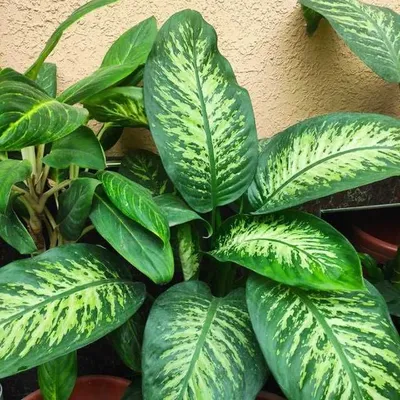 Вечнозеленое растение Аглонема - Порадуйте себя земной красотой!