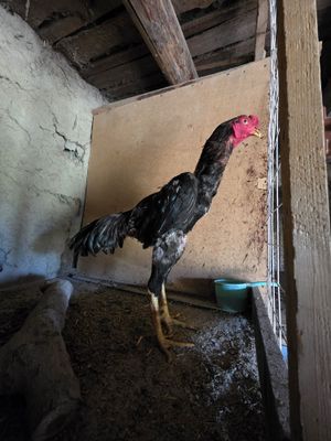 Jŏja xurŏz sotiladi