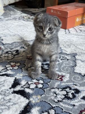 Скотиш фолд мушукчалари сотилади