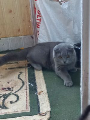 Домашние британские кошки