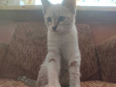 Котёнка в хорошие руки