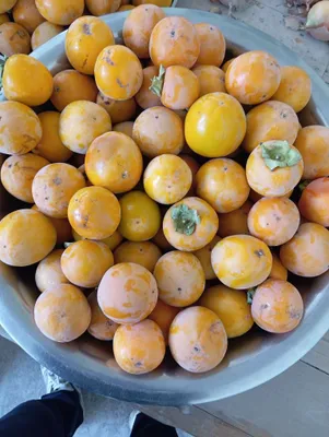 Xurmo judayam shirin