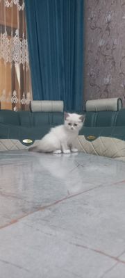 Продаются котята