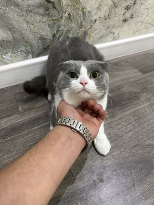 Кашка 1год без костратци
