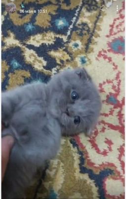 Готовы к продаже Чистокровные котята! Породы Скоттиш фолд и Скоттиш ст