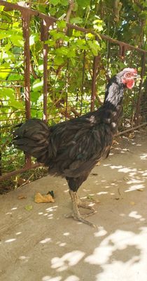 Gigant Qora Shahzoda sotiladi