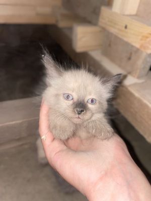 котенка продается срочно
