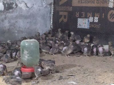 Беданалар сотилади