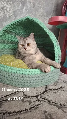 Продам кошку страйт девочка100000