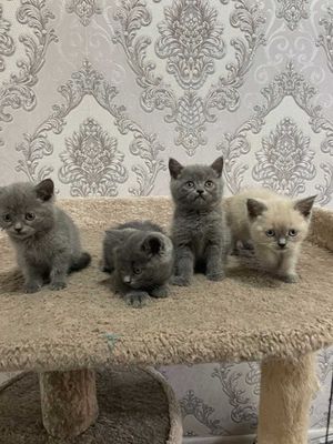 Котята скотиш страйт