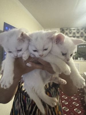 Продаются кошечки породы Scotish stright