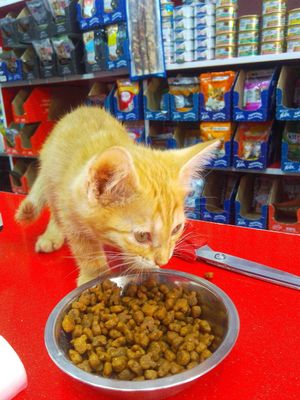 Котёнок мальчик бесплатно