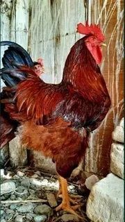 Петухи xo'roz. Продам 2х месячные