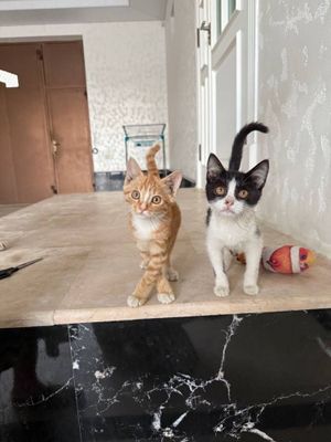 котята бесплатно