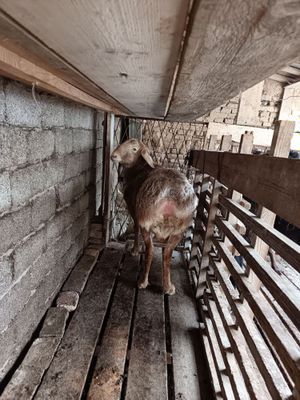 Qochqor sotiladi zotka toza bishkek