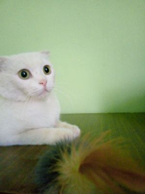 Aqilli mushuk xonadon mushugi