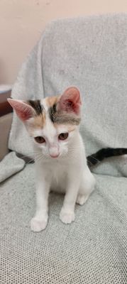 котенок (девочка)