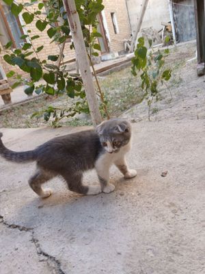 Кошки скоттиш фолд