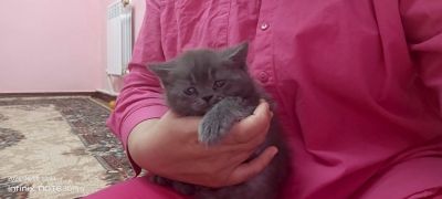 Продаются котята из правильный сказки